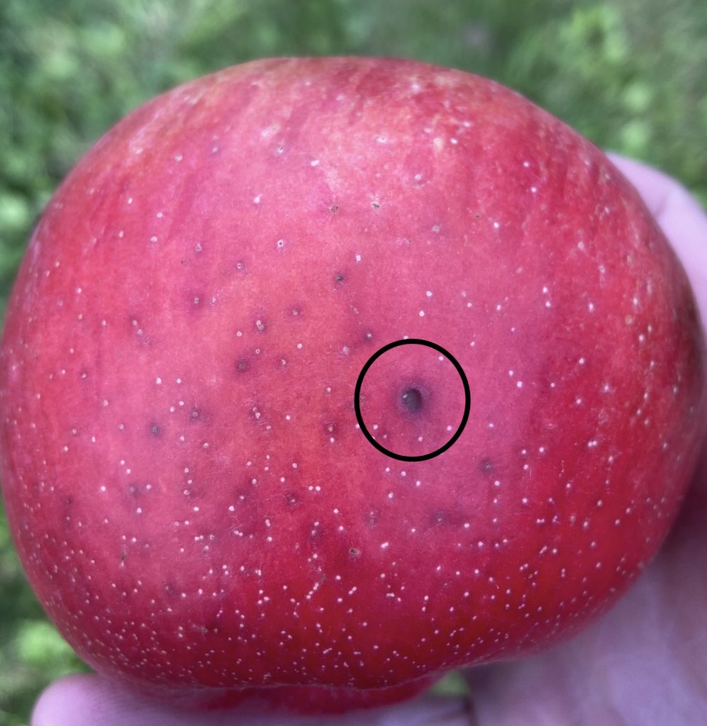 Apple Blotch Disease in Wisconsin Apple Orchards Wisconsin Fruit
