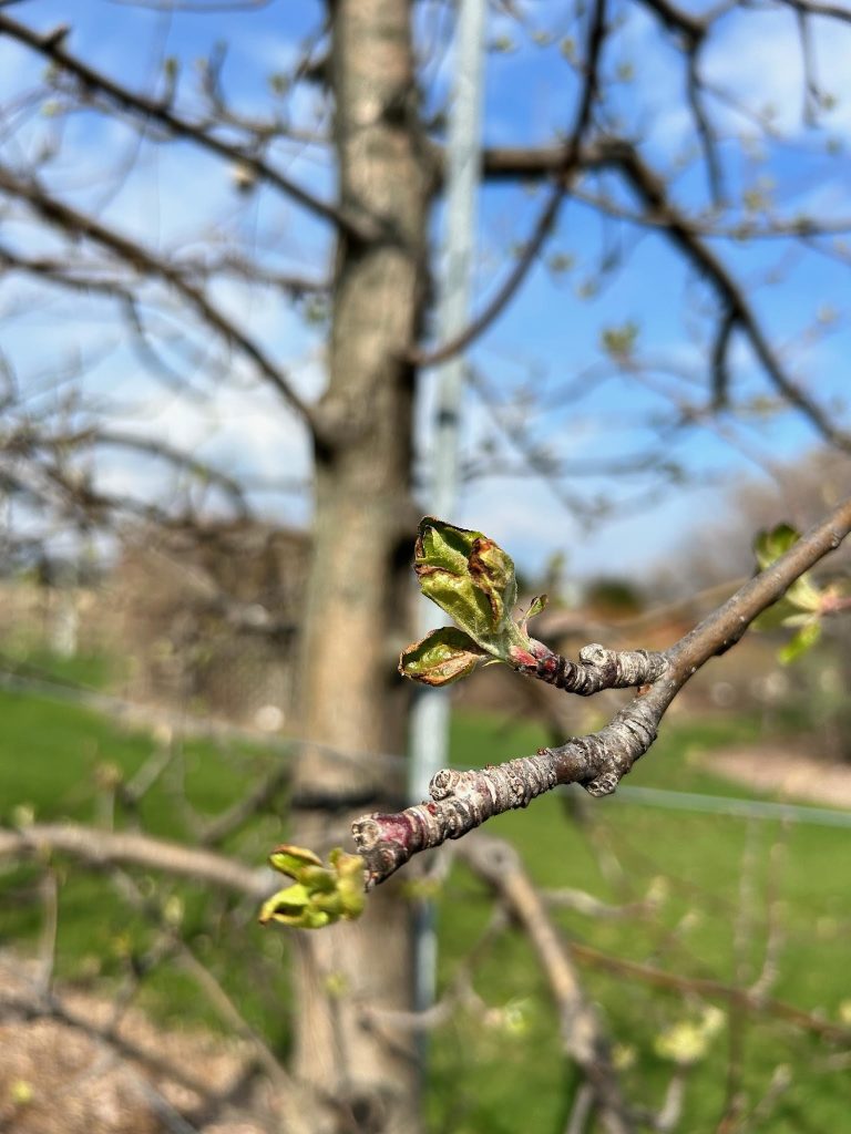 Freeze Damage in Fruit Crops – Wisconsin Fruit