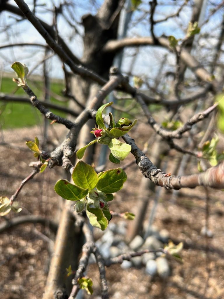 Freeze Damage in Fruit Crops – Wisconsin Fruit