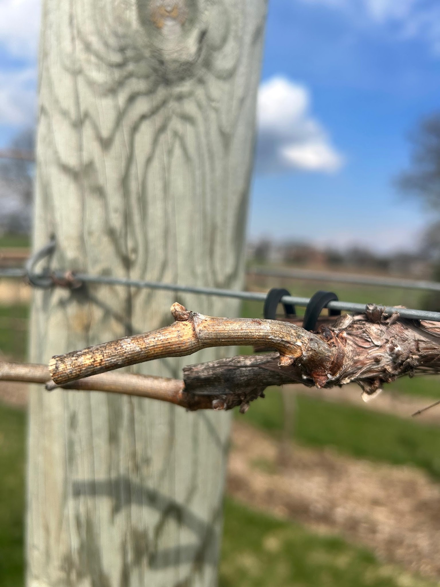 Freeze Damage in Fruit Crops – Wisconsin Fruit