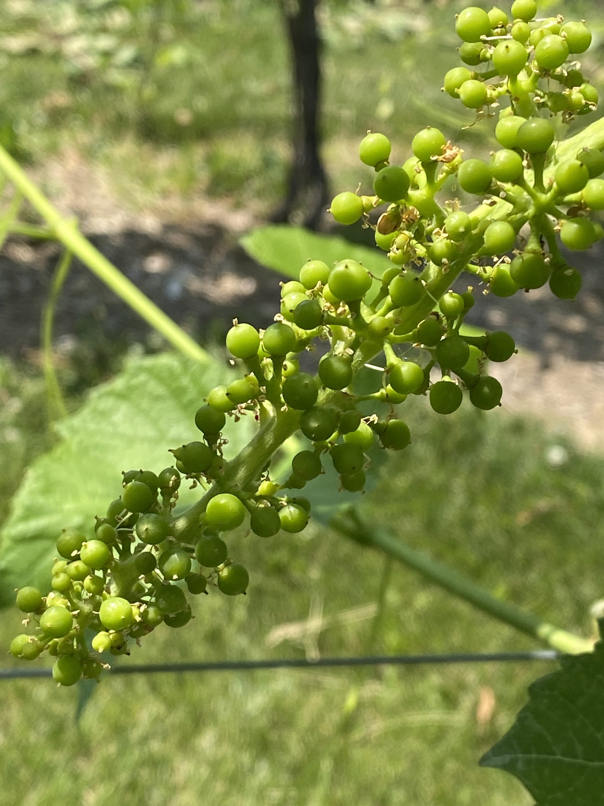 Pre-Bloom to Post-Bloom Grape Disease Management in Wisconsin ...