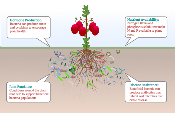 soil microbes