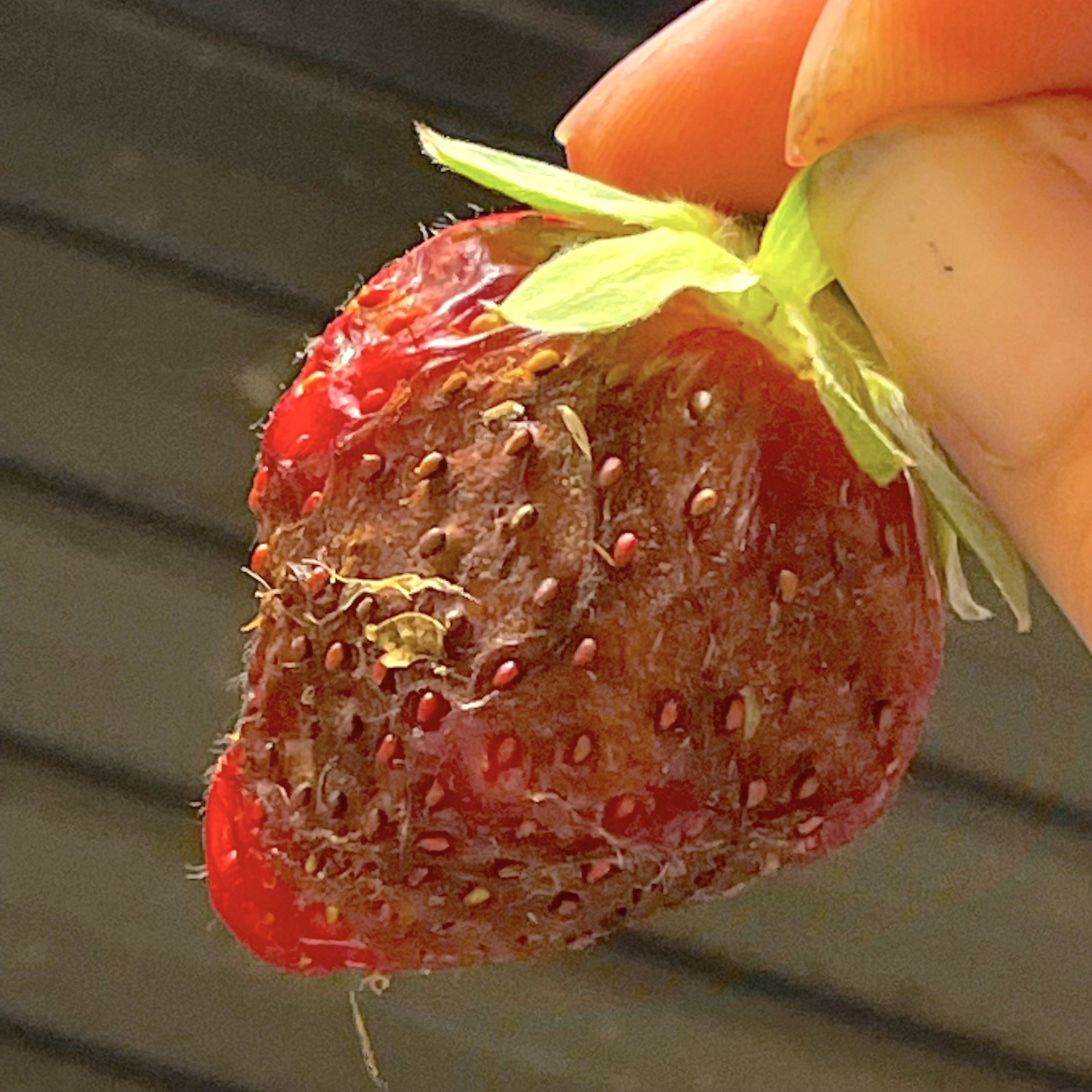 Organic Day Neutral Strawberry Scouting Report for August 18, 2023