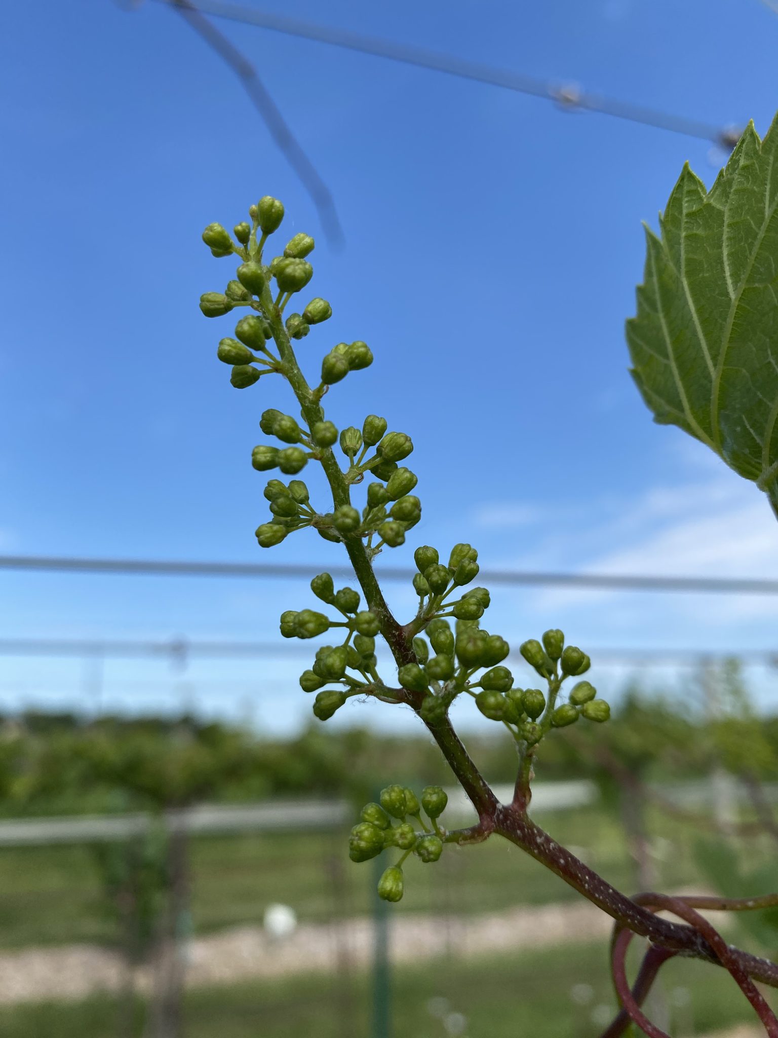 Wisconsin Invasive Grapevine 2024 Wisconsin Vineyard Update: Pre-Bloom Disease Control – Wisconsin Fruit