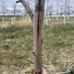 Bark cracking symptom on young apple trees due to southwest injury.